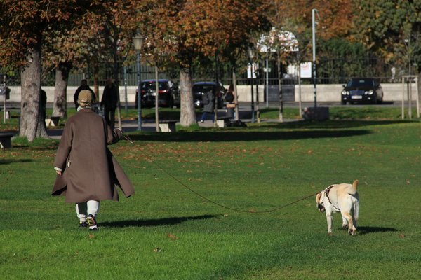 Tout ce qu'il faut savoir sur les chatières pour votre chat