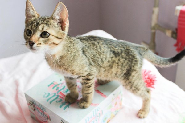 Abandon des chats : peut-on inverser la tendance ?