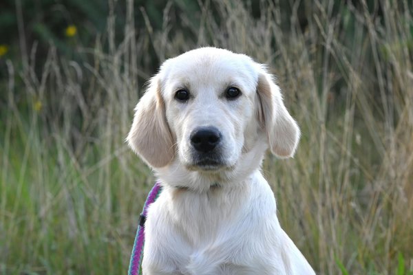 Frelon asiatique à paris : luttez contre ce nuisible astucieux