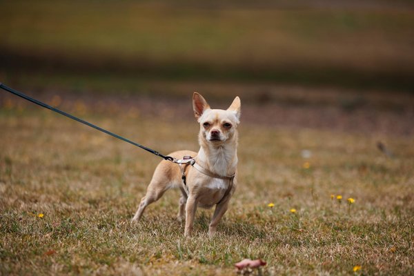 Les meilleurs harnais pour un husky plein d'énergie