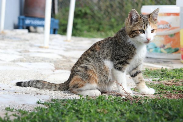 Voyage au cœur de l'Amazonie : le danger des animaux exotiques