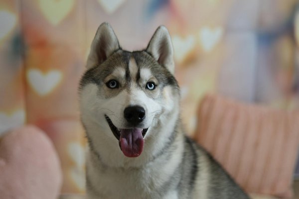 Les meilleurs harnais pour un husky plein d'énergie