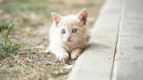 Quelles sont les caractéristiques spécifiques des chiens de thérapie et comment sont-ils sélectionnés pour leur travail ?