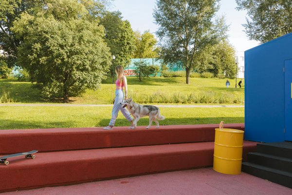 Découvrez les harnais idéaux pour votre husky actif